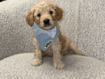 Mini Goldendoodle Puppy- Ready Now