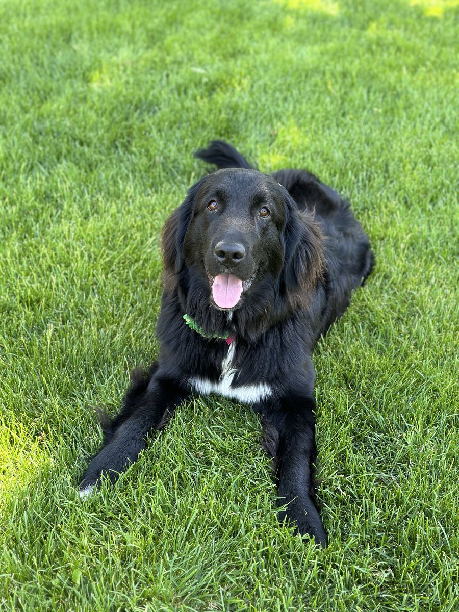 Sweet Girl Newfoundland 2.5 Years Old