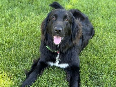 Sweet Girl Newfoundland 2.5 Years Old