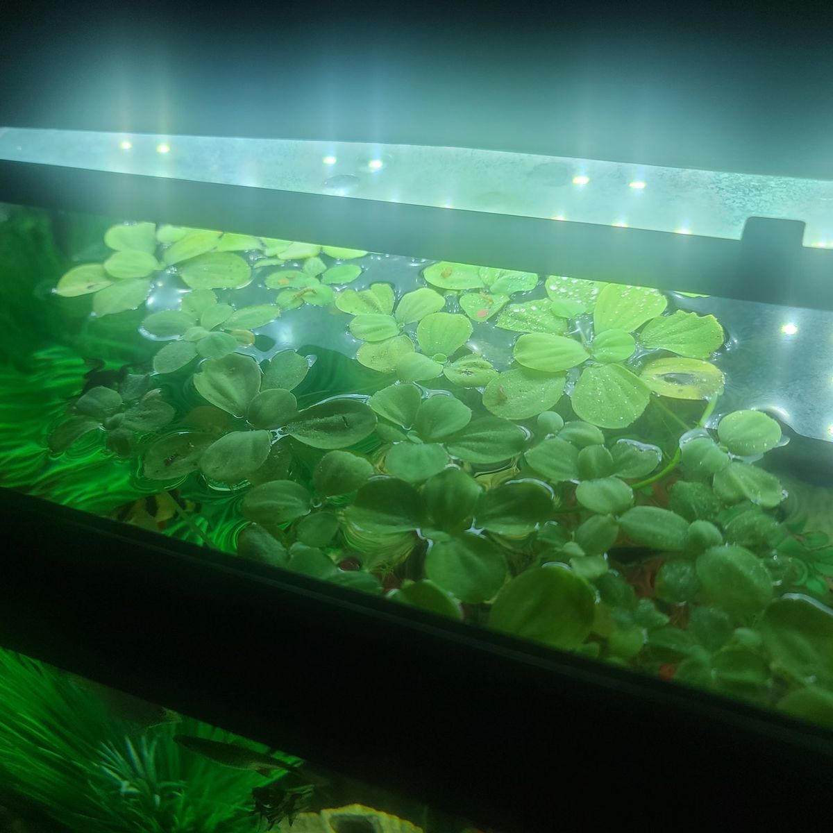 fish tank and all fish!