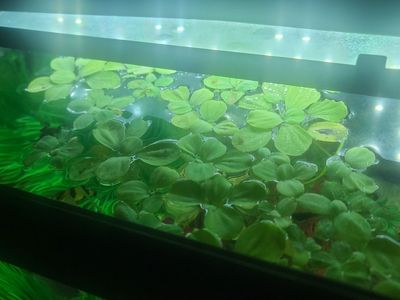 fish tank and all fish!