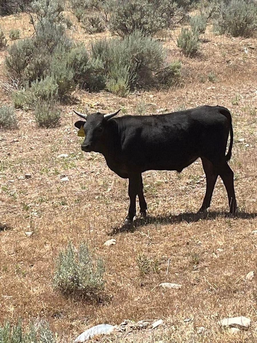 Roping steers