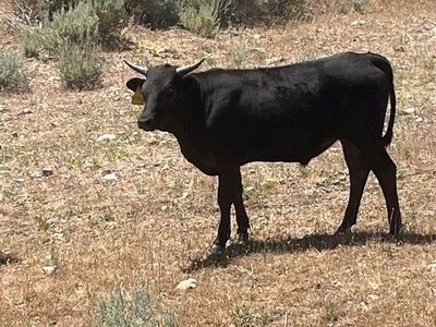 Roping steers