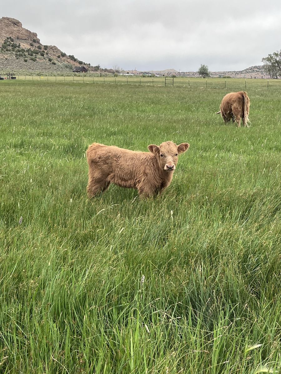 Highland Dexter Cross Heifer