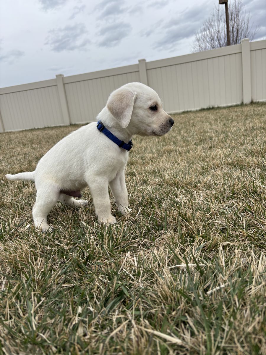 AKC Lab Puppies