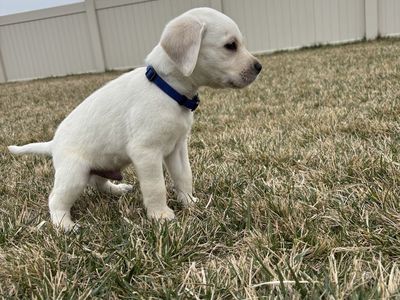 AKC Lab Puppies
