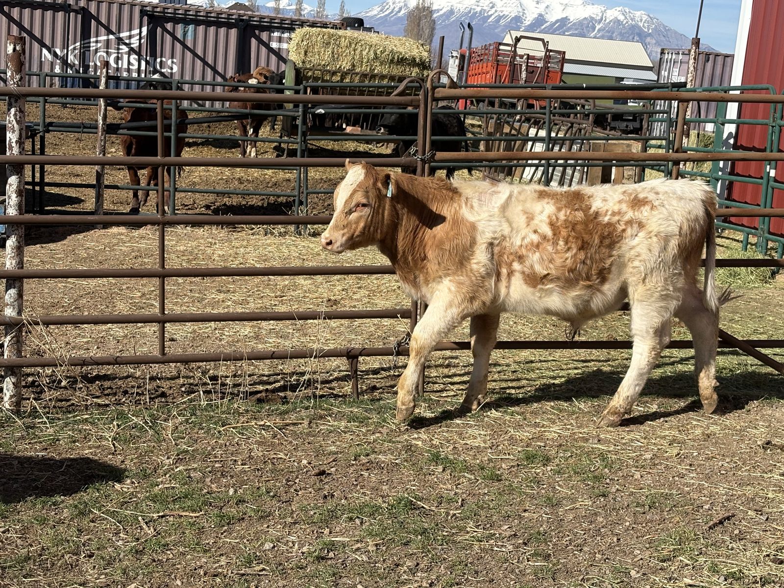 Yearling bulls (Potential steers) ready to finish