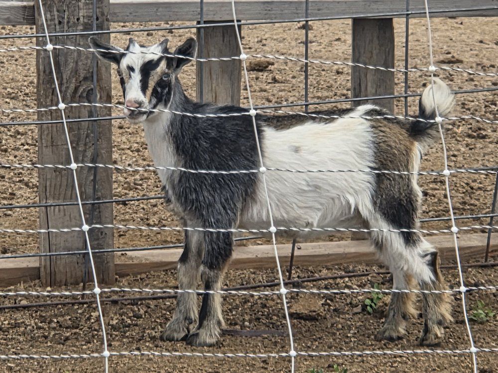 nigerian dwarf doelings