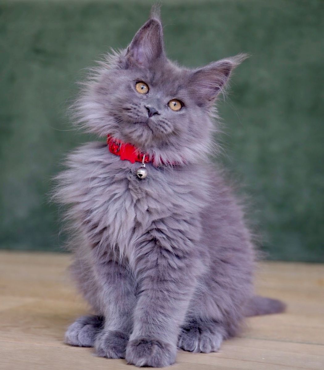Tica Registered Maine coon kittens