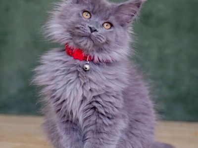 Tica Registered Maine coon kittens
