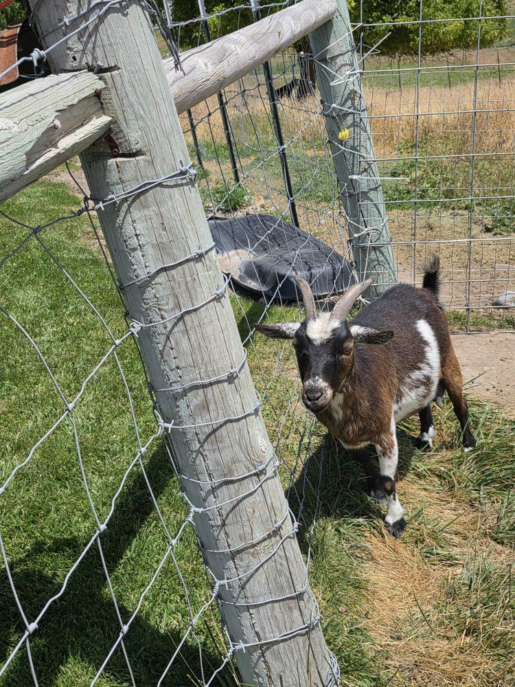 nigerian Goat - Brown & White, Healthy, Ready for New Home she is 3 years old usually has triplets