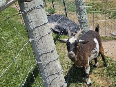 nigerian Goat - Brown & White, Healthy, Ready for New Home she is 3 years old usually has triplets