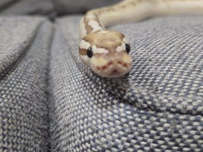 2 year old Male Bamboo Kalico Ball Python