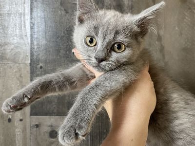 ND English Muffin kittens • Ragdoll x British Shorthair x Bengal