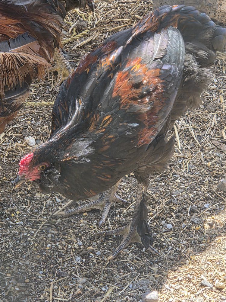 3 Roosters