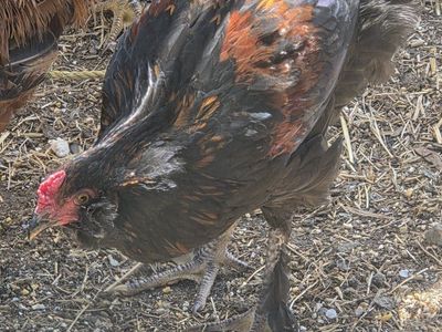 3 Roosters