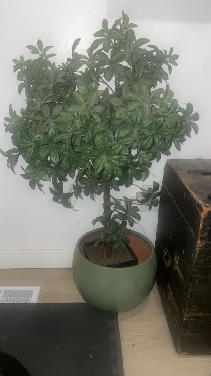 3’3” Artificial Schefflera Tree in Modern Ceramic Planter