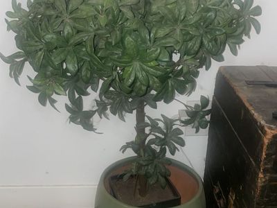 3’3” Artificial Schefflera Tree in Modern Ceramic Planter