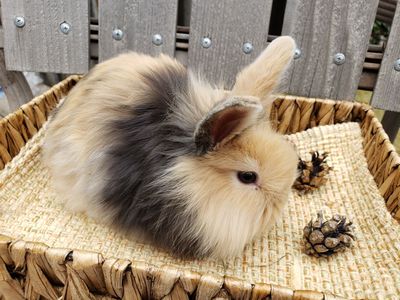 Holland lop Fuzzy Harlequin Bunny Rabbit Babies - Doe