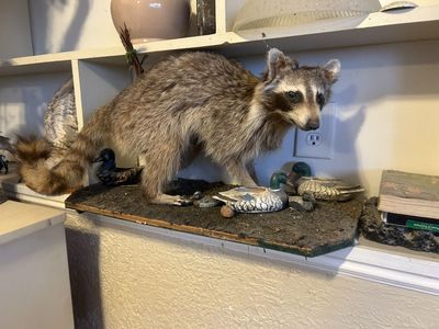 Raccoon Sale Pending