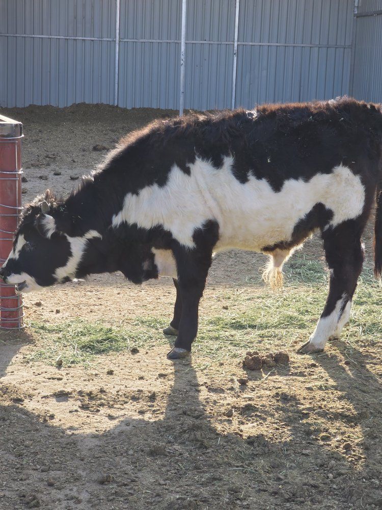 Hereford Dexter Cross bull