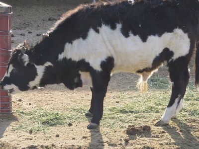 Hereford Dexter Cross bull