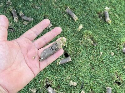 Lawn Aeration