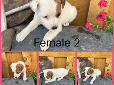 Jack Russell Puppies
