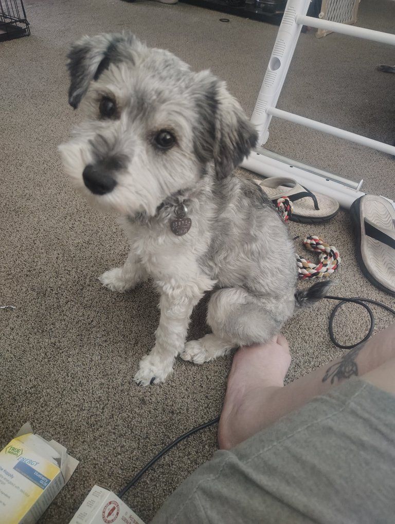 mini schnauzer 