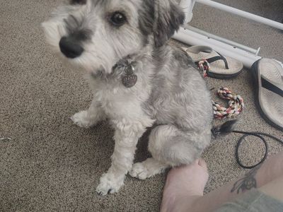mini schnauzer