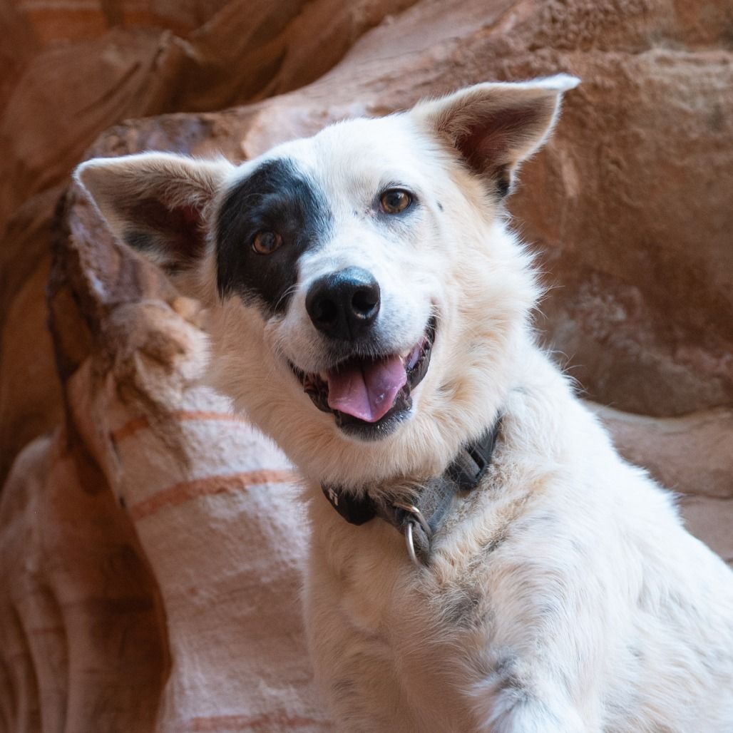 Hello my name is Spots