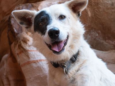 Hello my name is Spots