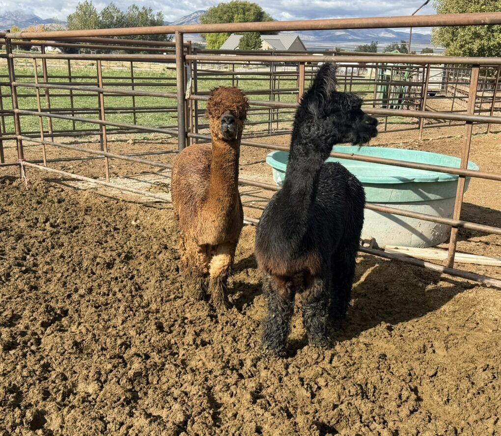 Male Alpacas