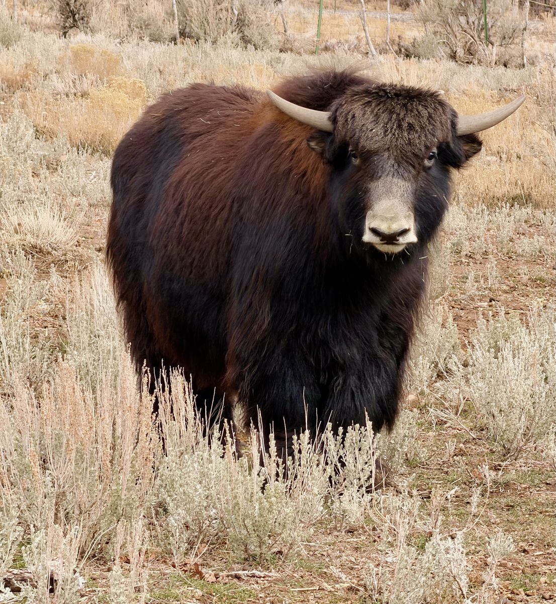 Yaks Steers for sale