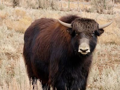 Yaks Steers for sale