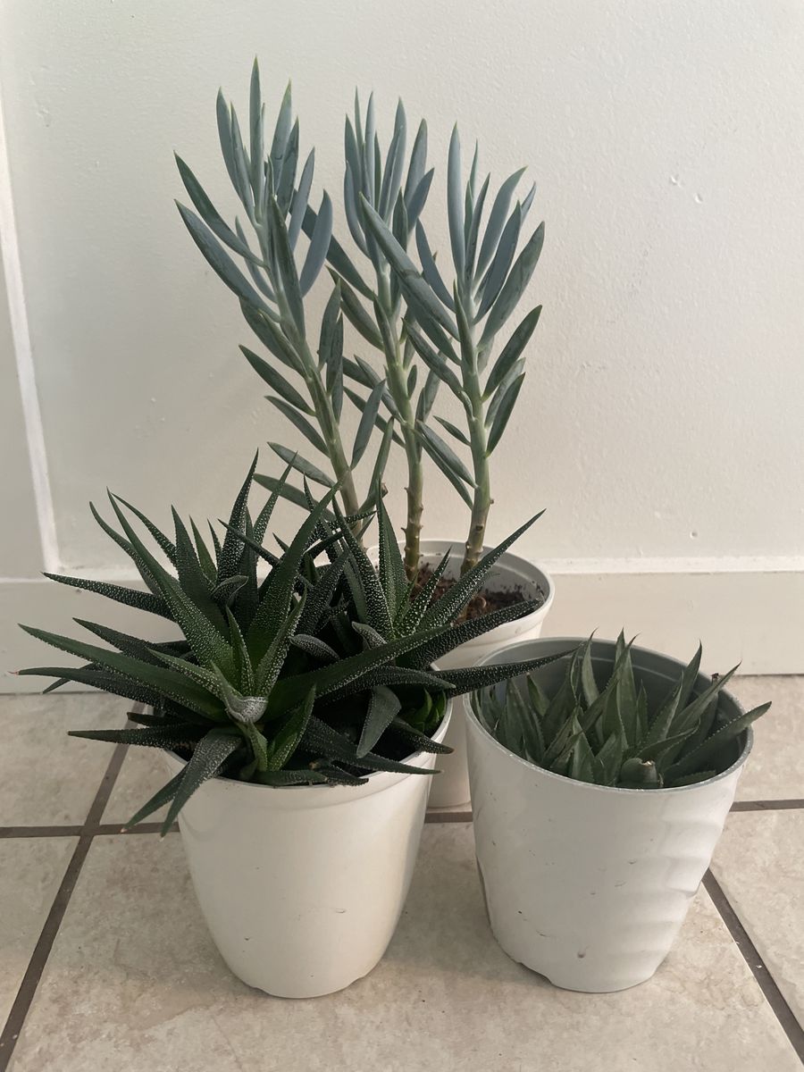 Zebra Haworthia and Succulents