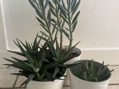 Zebra Haworthia and Succulents