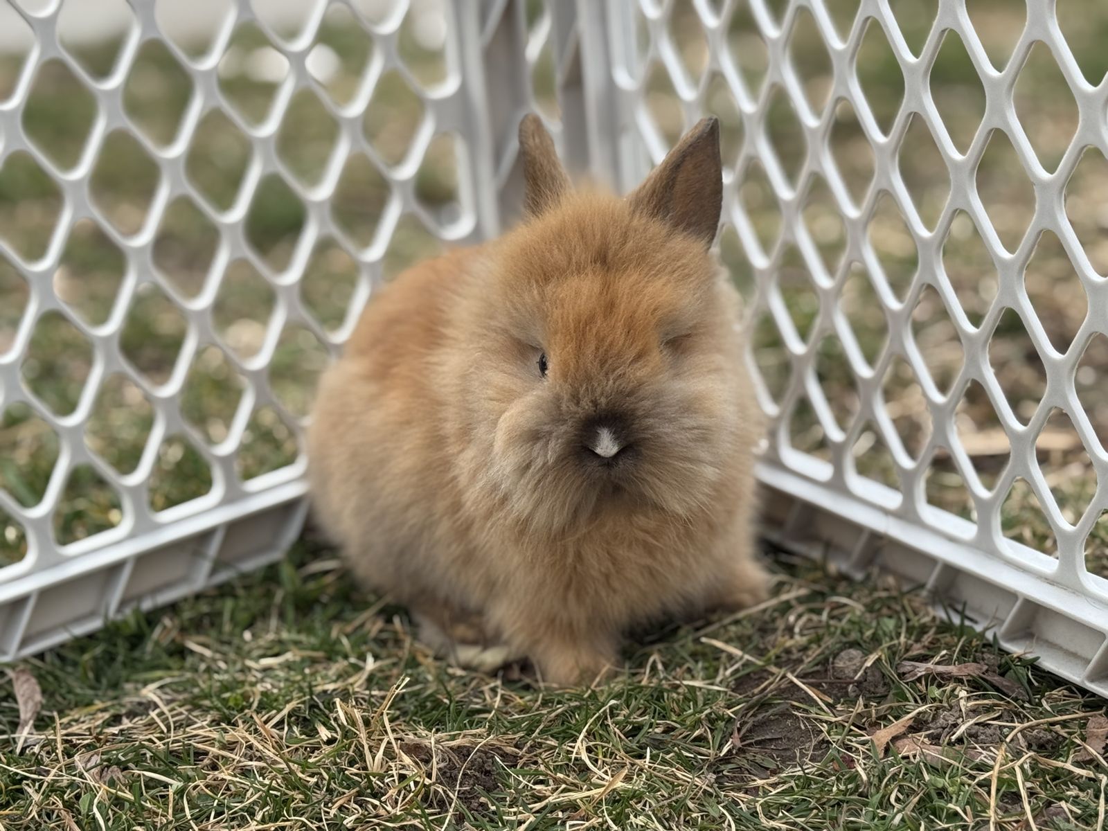 Purebred Lionhead Bunnies