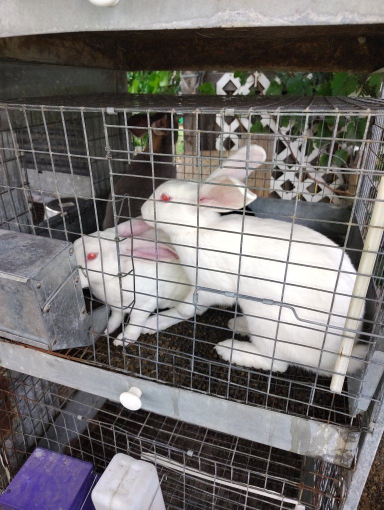 meat rabbit breeders/pets $25 per