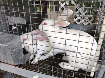meat rabbit breeders/pets $25 per