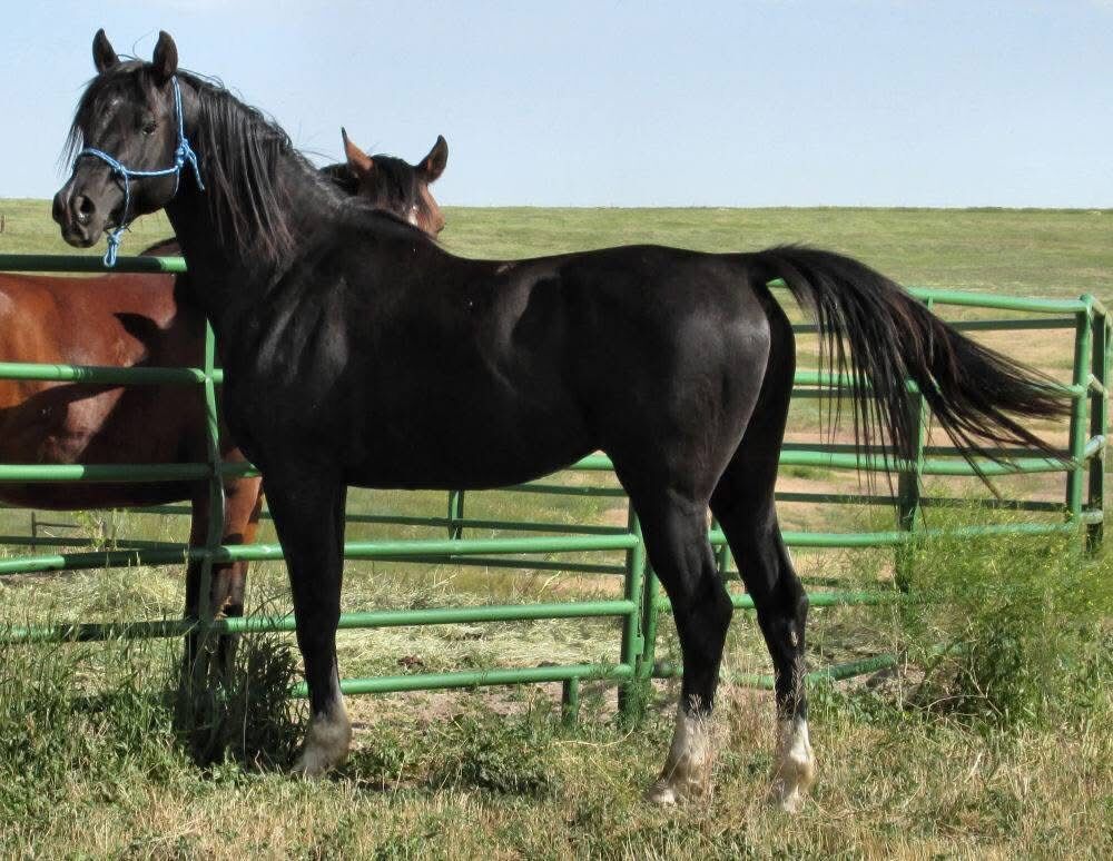 Homozygous Black Arabian Stallion At Stud