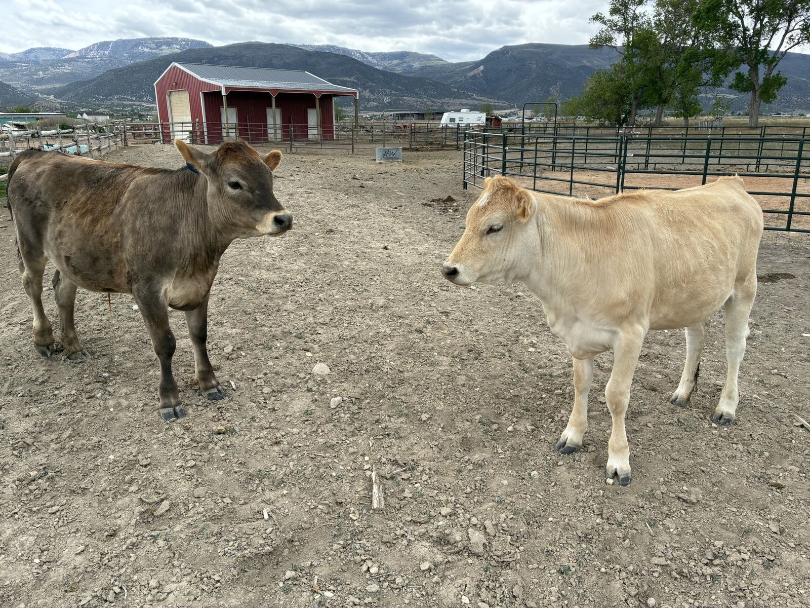 1 yr old Jersey/Charolais cross yearlings 1 steer, 1 heifer
