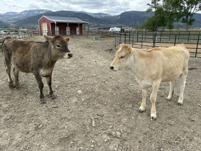 1 yr old Jersey/Charolais cross yearlings 1 steer, 1 heifer