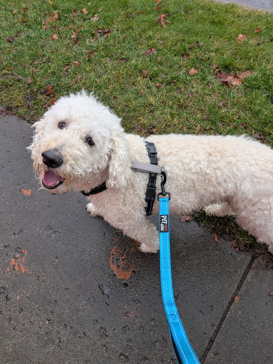 Goldendoodle seeking new home