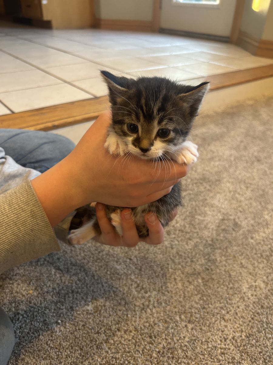Kitten