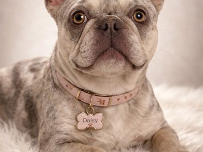 Female MERLE French Bulldog