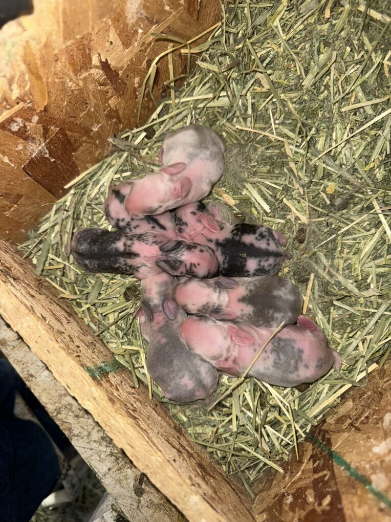 Easter Bunnies! Holland Lop Mix