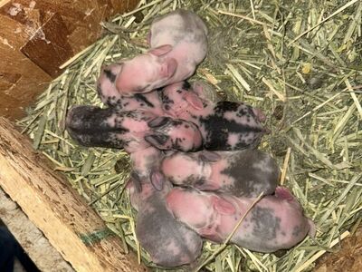 Easter Bunnies! Holland Lop Mix