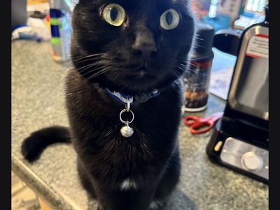 Lost Black Cat
