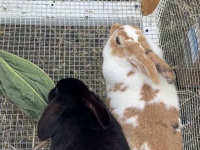 Two female Pet Rabbits with Outdoor Hutch Enclosure Included